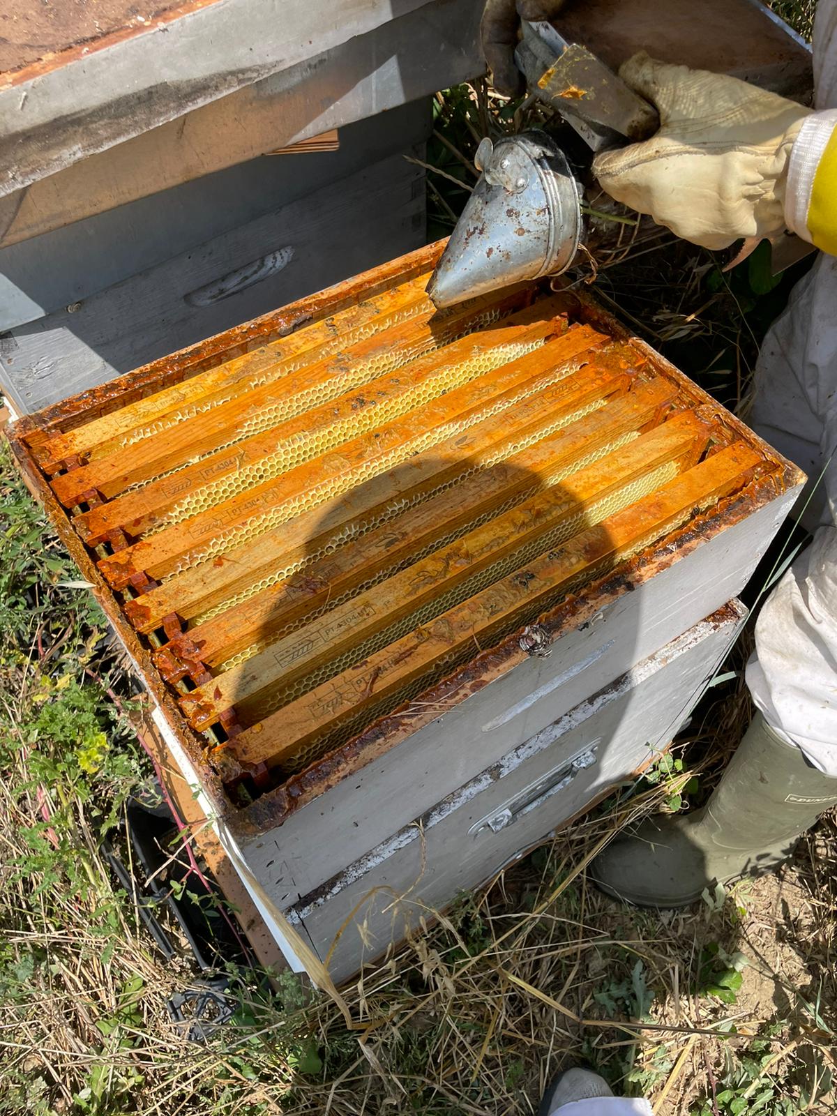 Ruche ouverte avec cadres